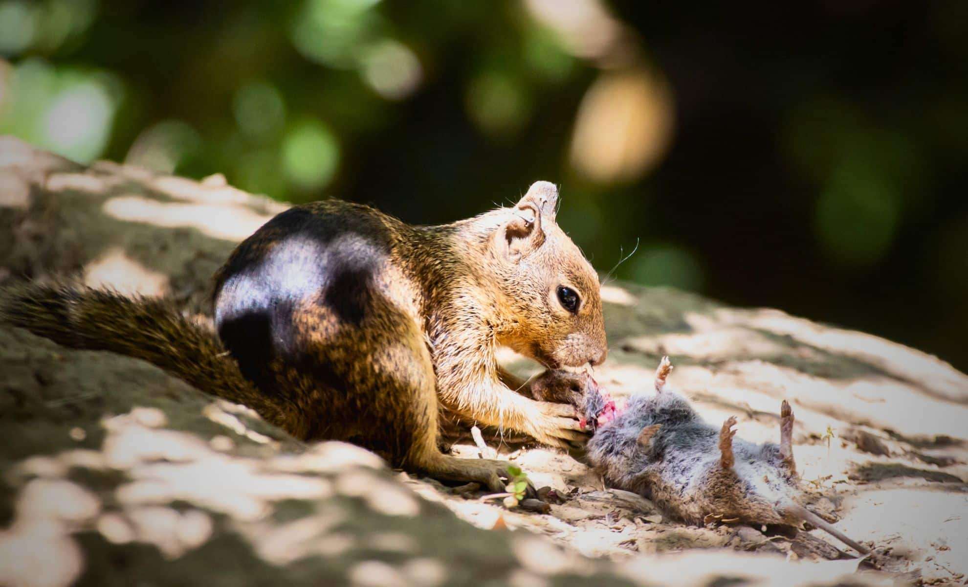 Carnivorous Behavior Revealed in California Ground Squirrels Hunting Voles 