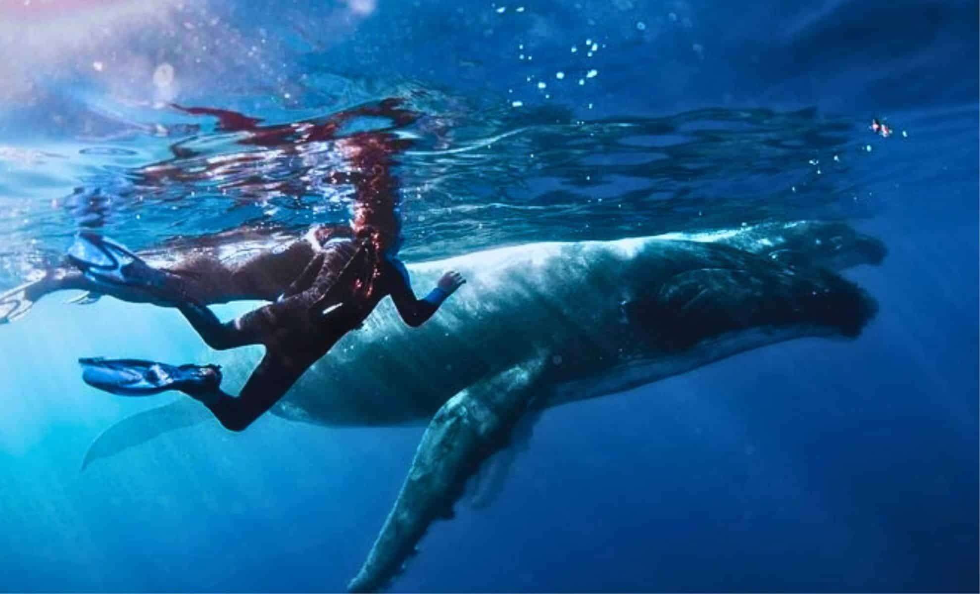 Innovative AI Sparks a 20-Minute Dialogue Between Humans and a Humpback Whale 