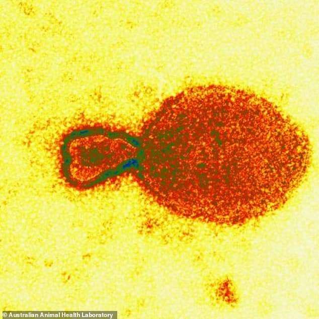 hendra-virus-which-infects-horses-and-humans--5b754c324170ea95245bf09be37bb3be.jpg