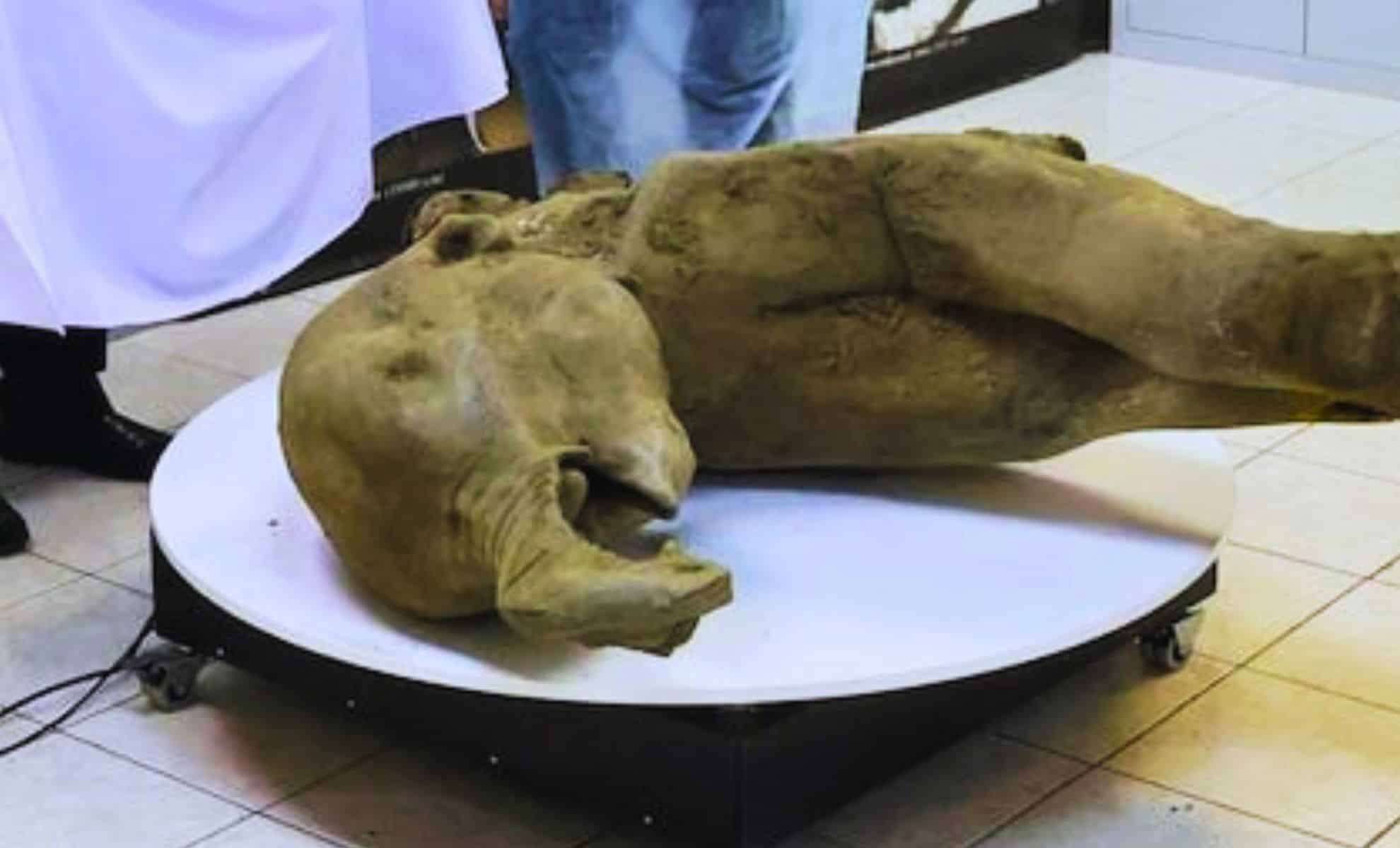 Remarkable Baby Mammoth Unearthed in Siberian Ice After 50,000 Years 