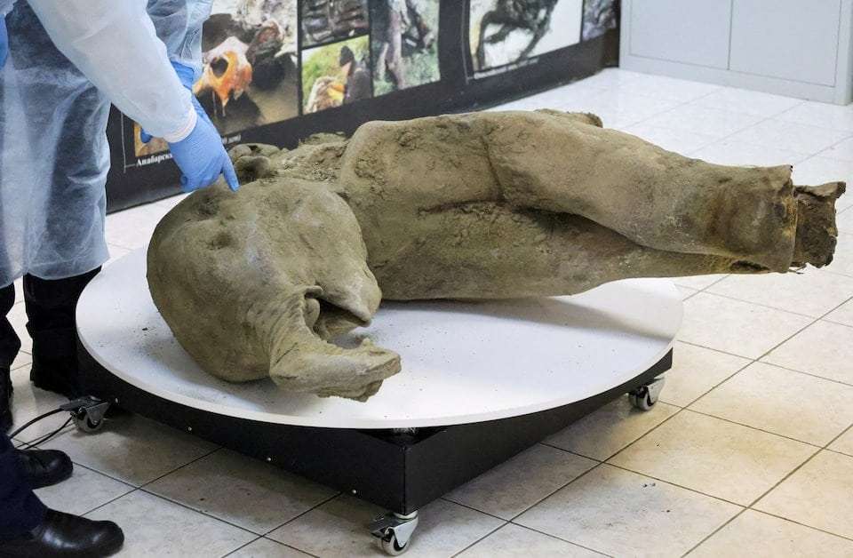 Researchers-stand-behind-glass-fencing-as-they-show-the-carcass-of-a-baby-mammoth-967e94b77b13c5909a65c7245f15b8d5.jpg