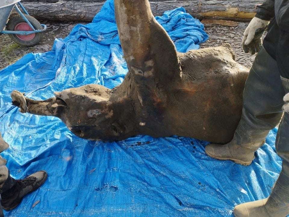 a-baby-mammoth-c12fe1d51ce5da3dfd52eb28f832645b.jpg