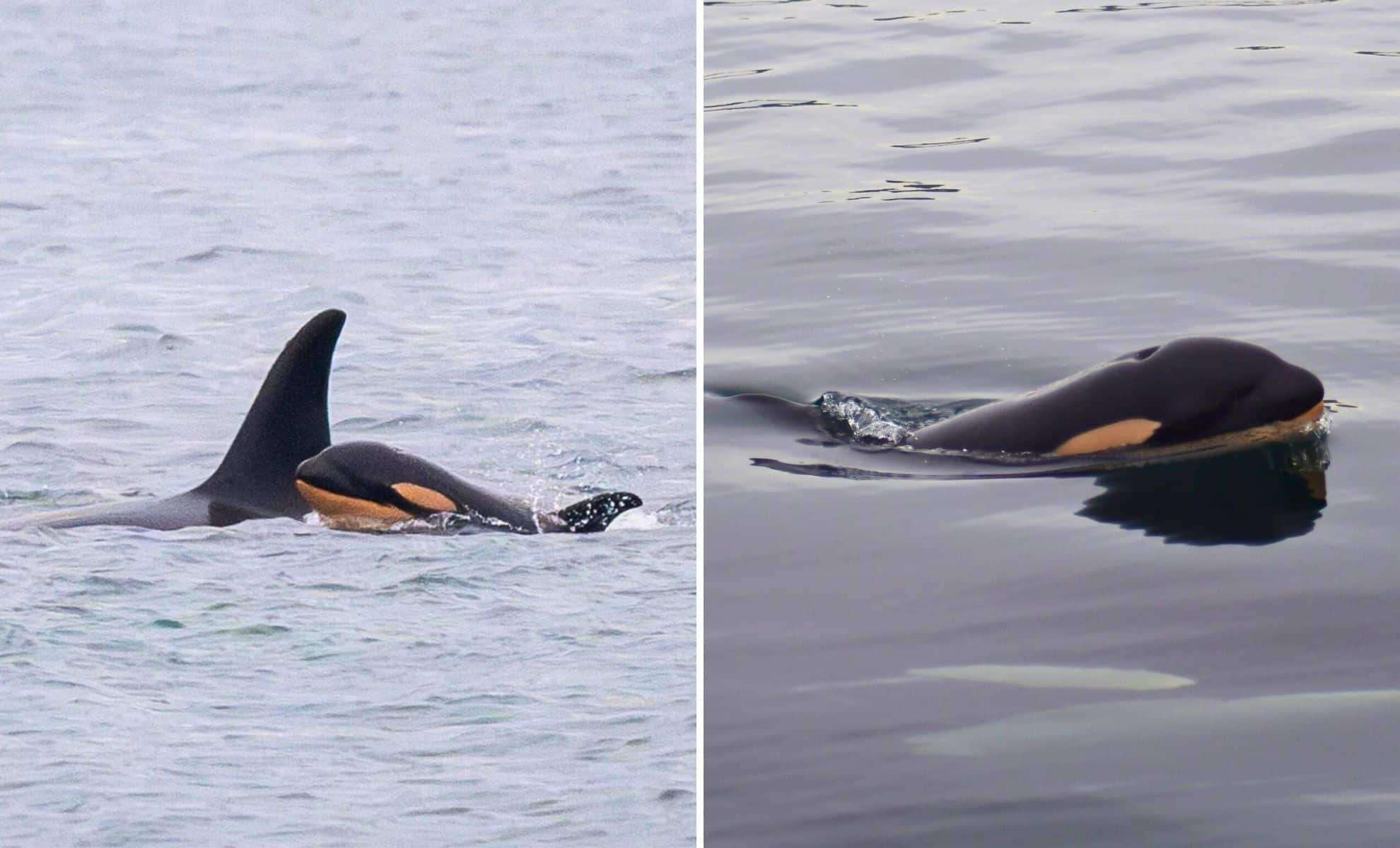 Endangered Southern Resident Orca Tahlequah Welcomes New Calf After Heartbreaking Loss 