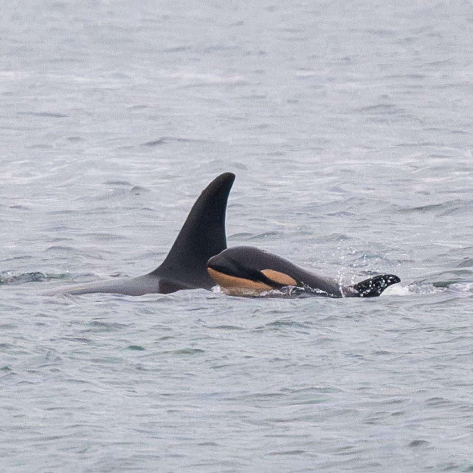 The-newborn-looked-tiny-compared-to-the-size-of-the-other-members-of-the-whale-pod-742d494a66d856b639838343c4fab3e1.jpg