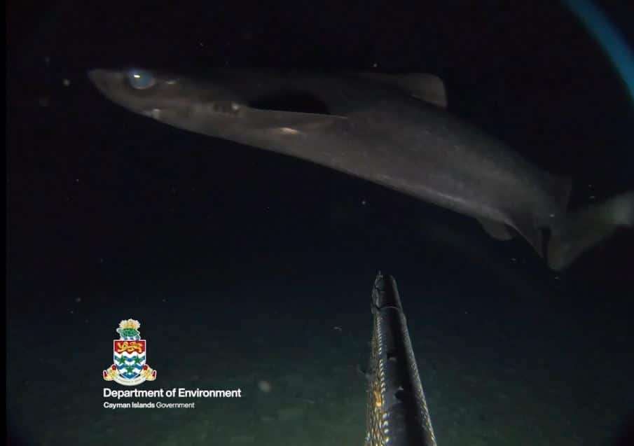 roughskin-dogfish-as-it-investigates-the-baited-cameraOlivia-F.-L.-Dixon-et-al-75b6c943c1c09ab7dc1c456d115135c1.jpg