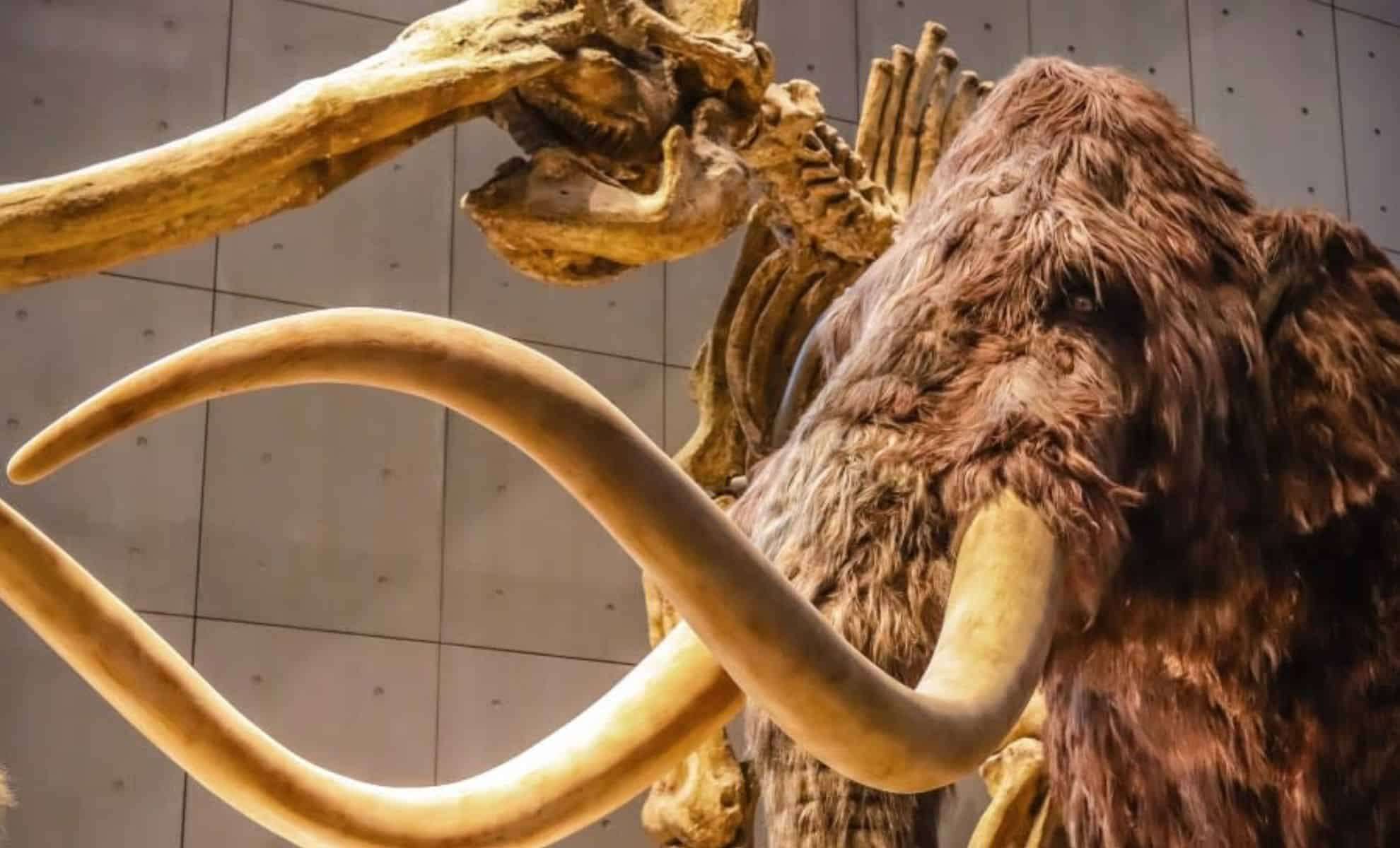 Rare Ice Age Mastodon Jaw Discovered in New York Backyard 