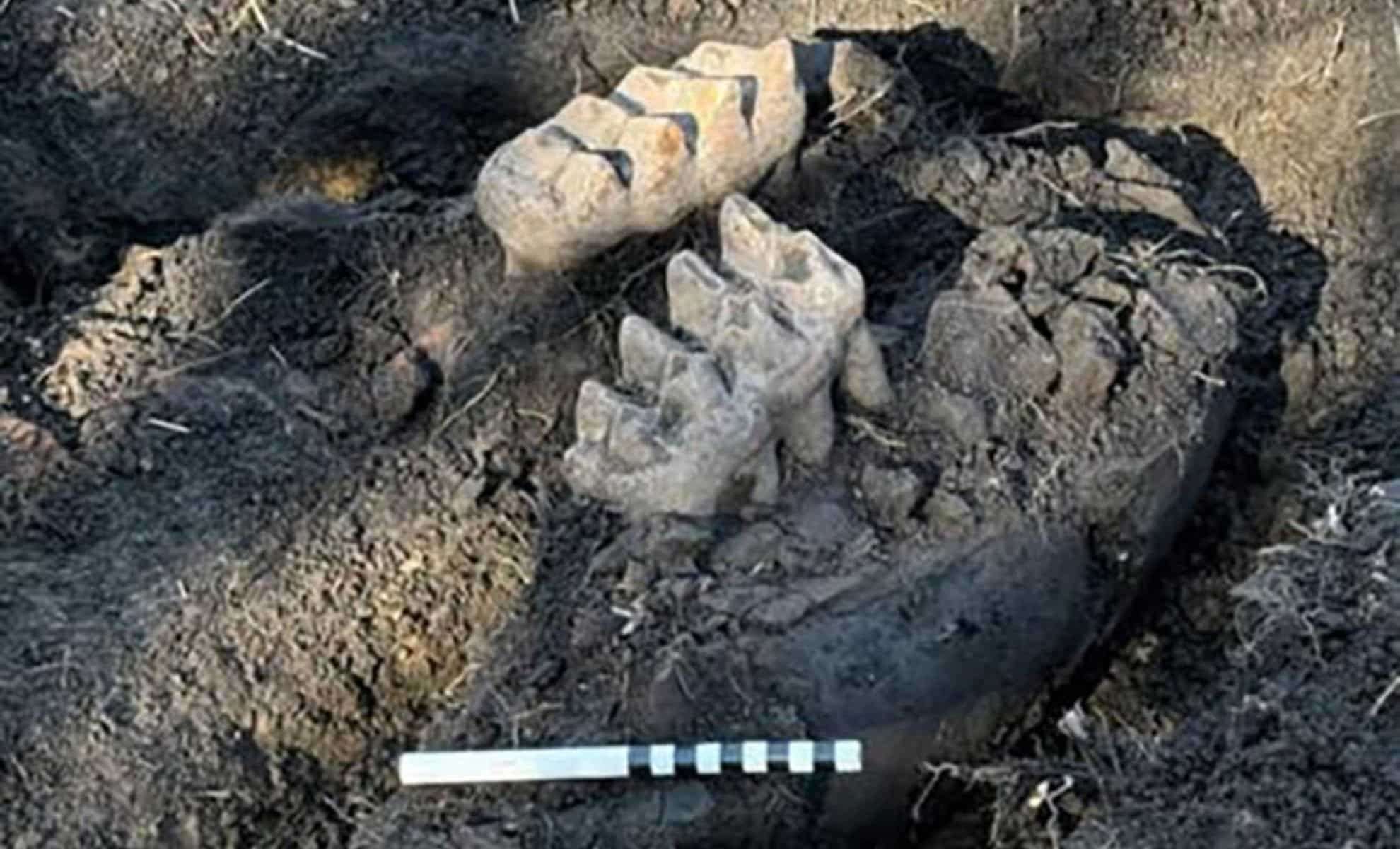 The-fossil-was-found-near-Scotchtown-in-Orange-County-New-York.-NYSE.gov_-04ac49967542d7680f3d2ebaf7e23779.jpg