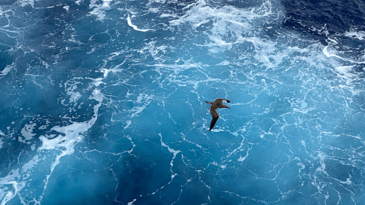 The Incredible Journey of the Common Swift: Flying Nearly a Year Without Landing 
