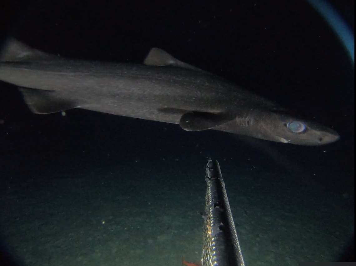 A-roughskin-dogfish-shark-seen-off-the-Cayman-Islands-0acbeaf9c75826efcdd8670d5cd95224.jpg