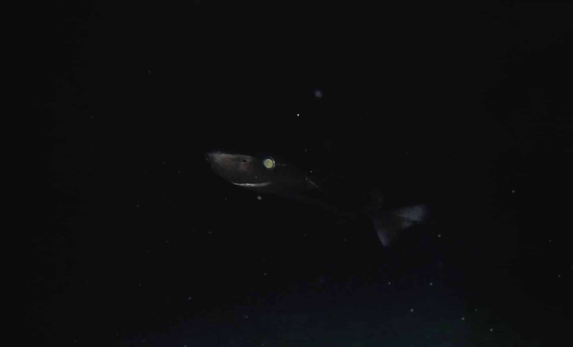 Pioneering Video Captures Rare Deep-Sea Predator Near Cayman Islands 