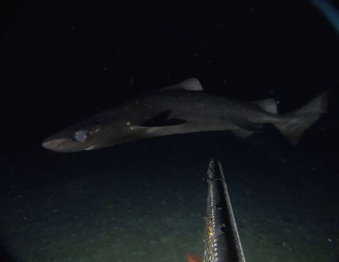roughskin-dogfish-9b457e847d0c57645550b0b7d8c7a10f.jpg