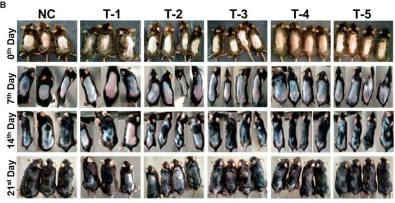 Photographs-of-mice-with-male-pattern-baldness-at-different-time-intervals-76b7d9a8542d8328e99b3d77c0f33333.jpg