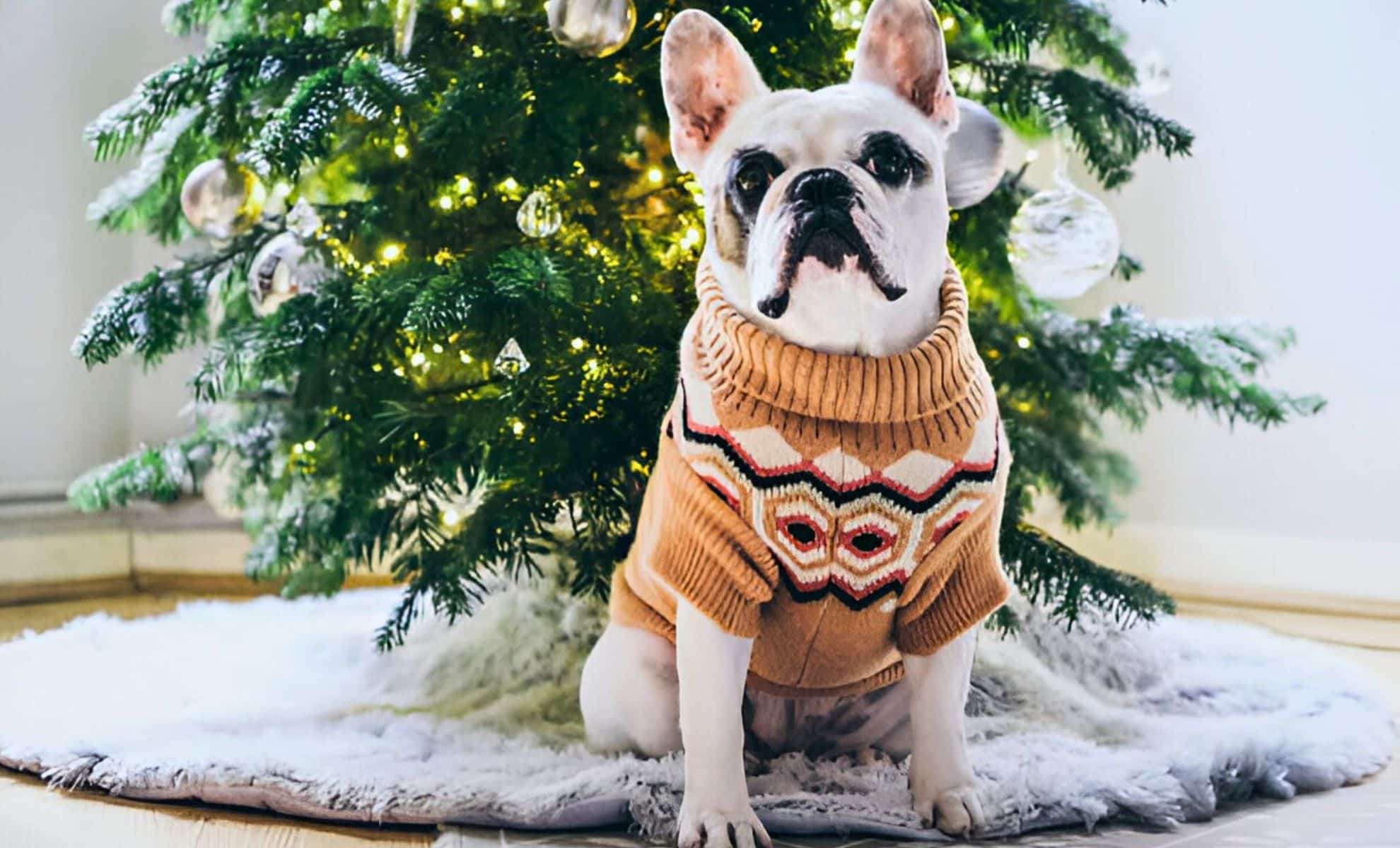Unraveling the Physics That Makes Your Holiday Sweater So Comfortable 