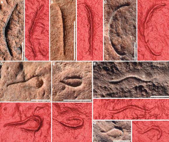 Digital-photographs-and-3D-laser-scans-of-Uncus-dzaugisi-body-fossils-3d862c8f9fe0bc0f0ac6071733a4cd91.jpg