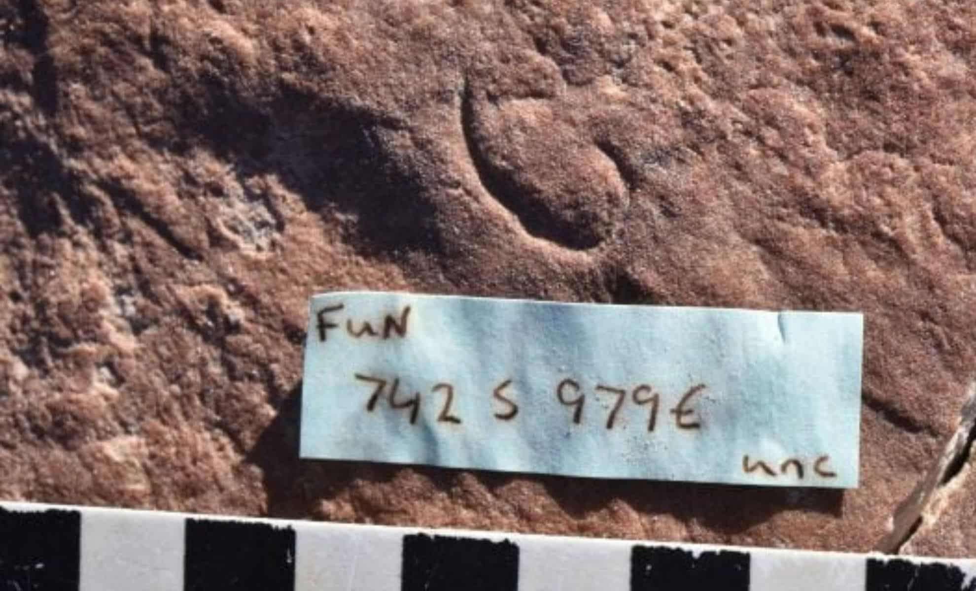 Ancient 555-Million-Year-Old Fossil Reveals Early Origins of Ecdysozoans 