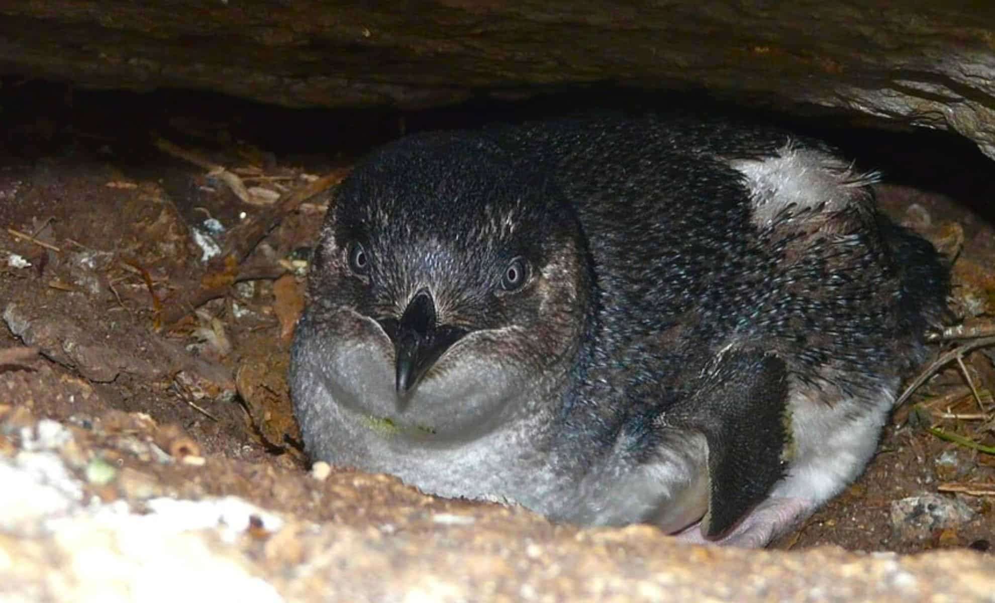 Scientists Sound Alarm: Granite Island’s Little Penguins Face Imminent Extinction Due to Human Pressure 