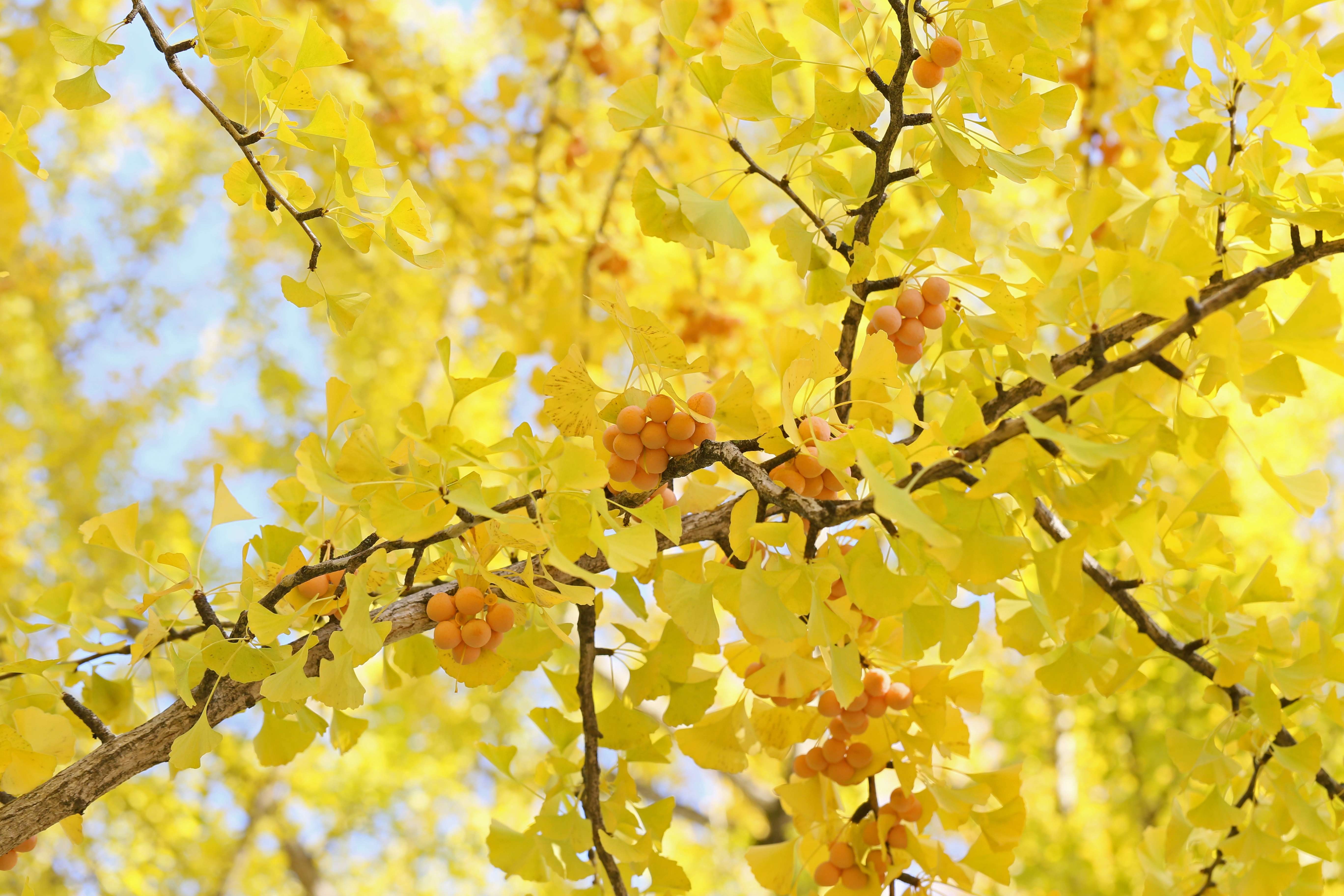 Ginkgo Biloba: The Ancient Tree That Still Inspires Scientists 