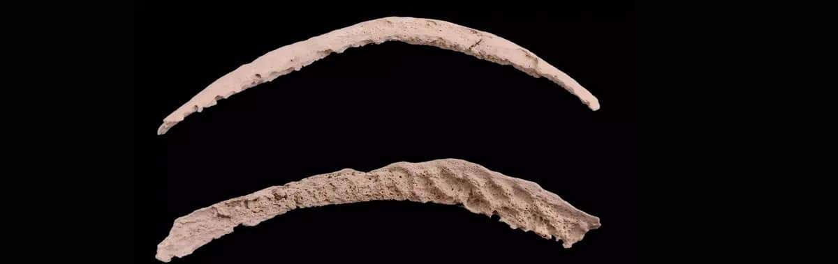 Fragments-of-hip-bone-that-produced-an-ancient-syphilis-like-genome-61120ef2e0ae0dd574896879f0eef279.jpg