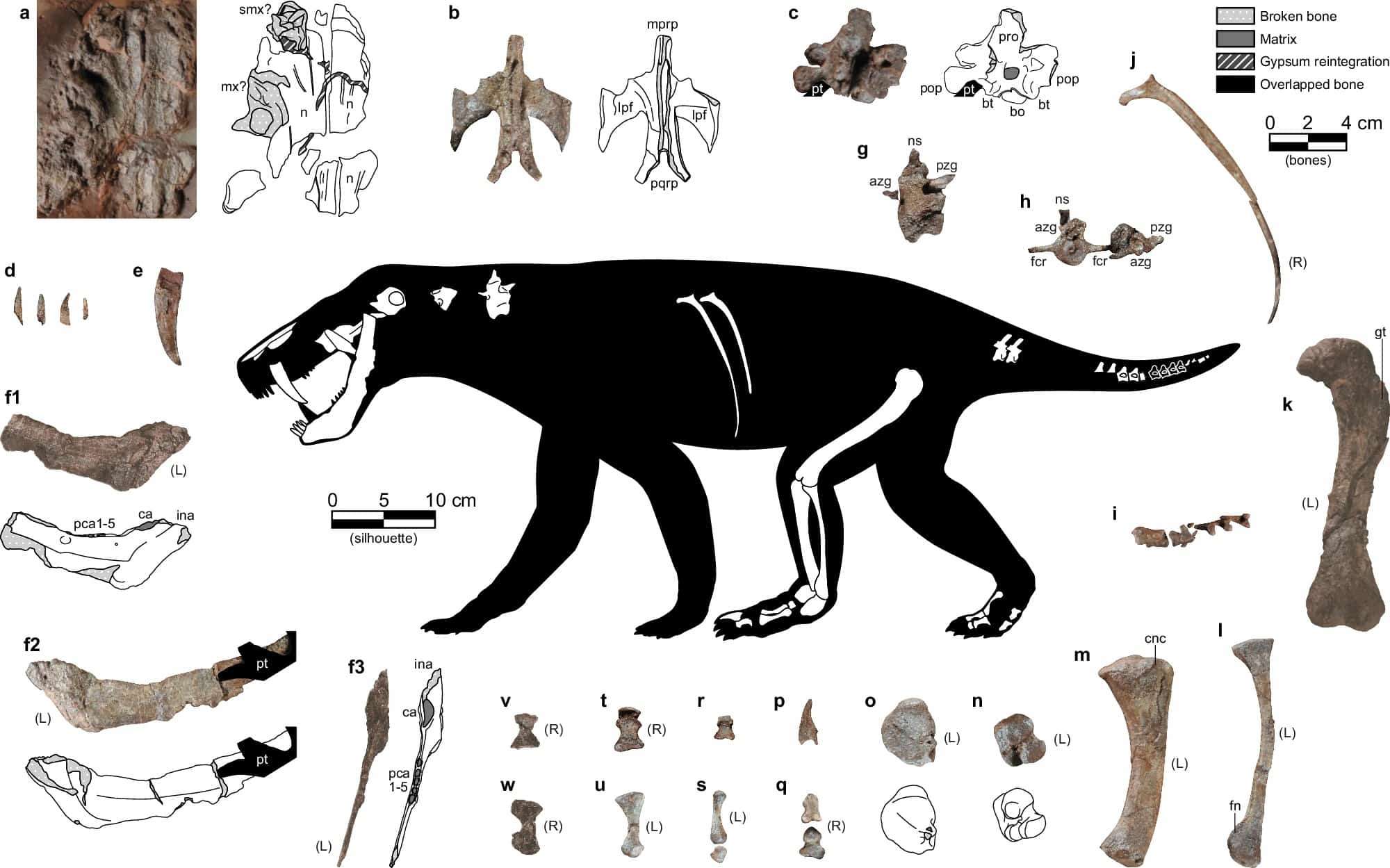 41467_2024_54425_Fig3_HTML-70ce3c0bb2917053496a959e528b3f96.jpg