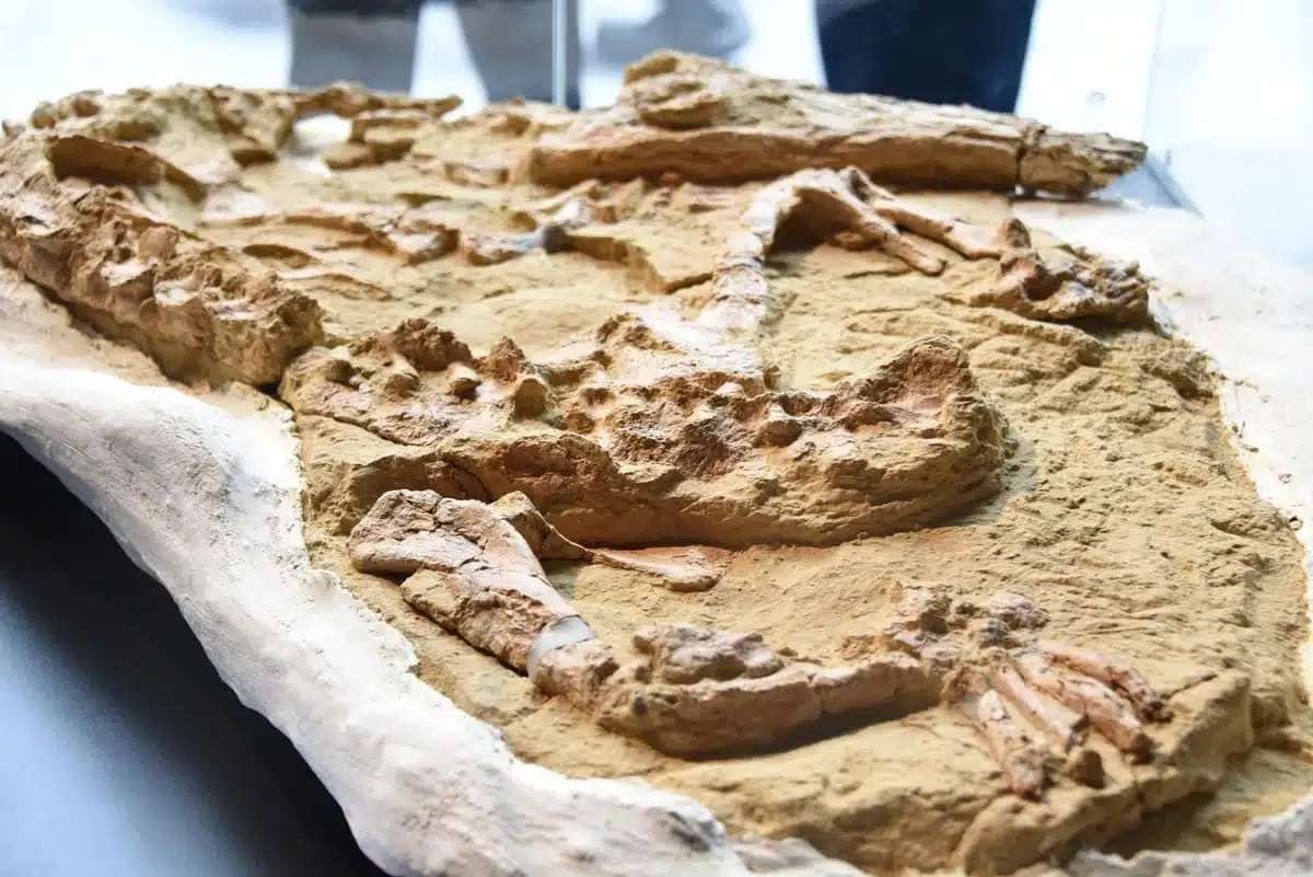 12-million-year-old-juvenile-gharial-crocodile-ab4d9cb4c861109c850677ca09c0b980.jpeg