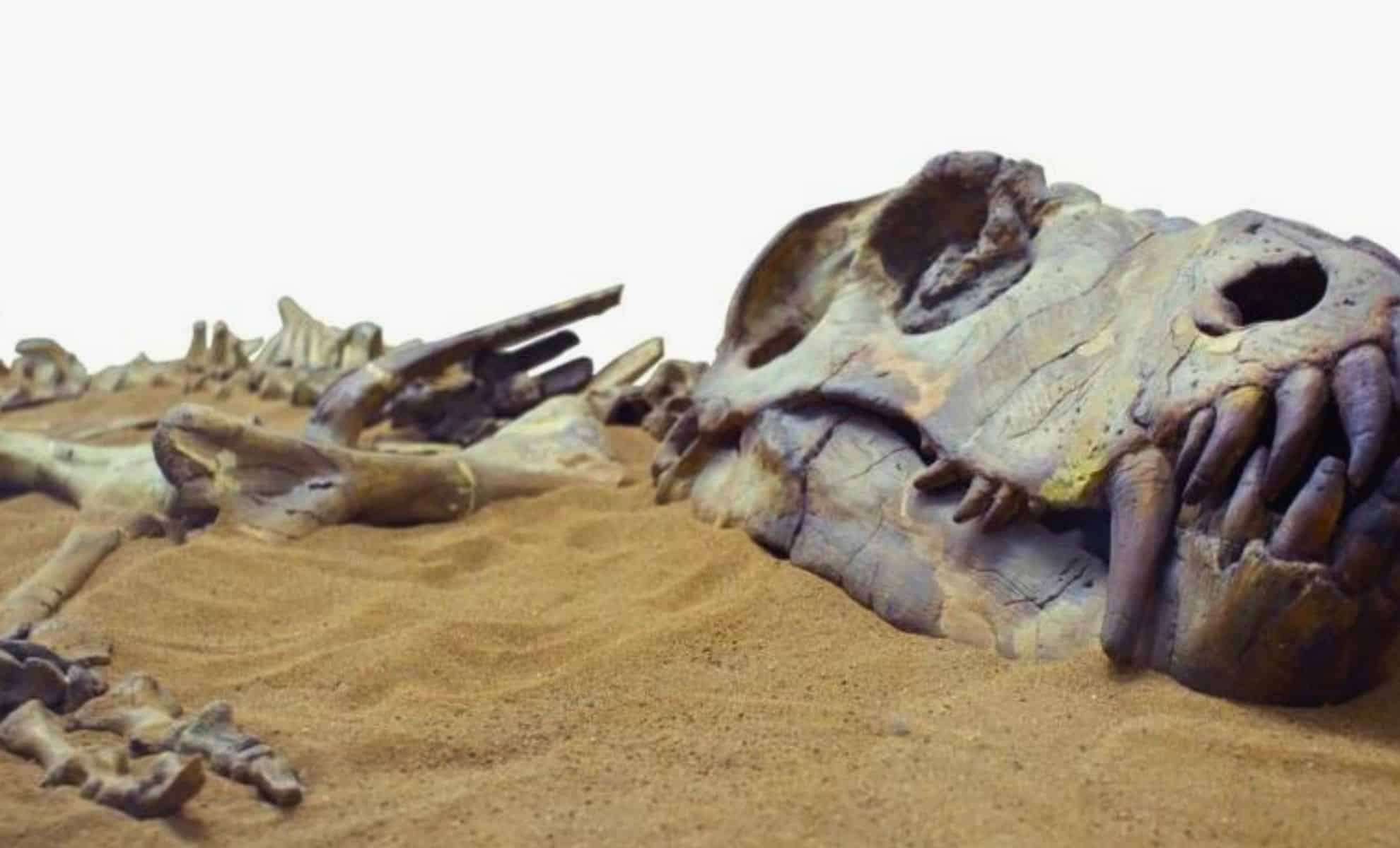 Ancient 12-Million-Year-Old Juvenile Gharial Unearthed in Peru's Ocucaje Desert 