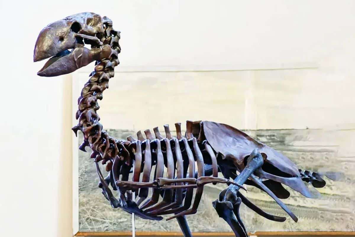 Rediscovered Fossil Sheds New Light on Giant Eocene Bird from Germany 