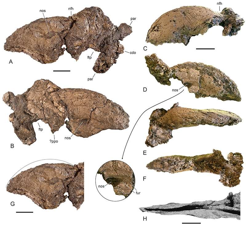 credit-Palaeontologia-Electronica-6504c3ecf4e7342bcf9abb2ccad2f1d2.jpg