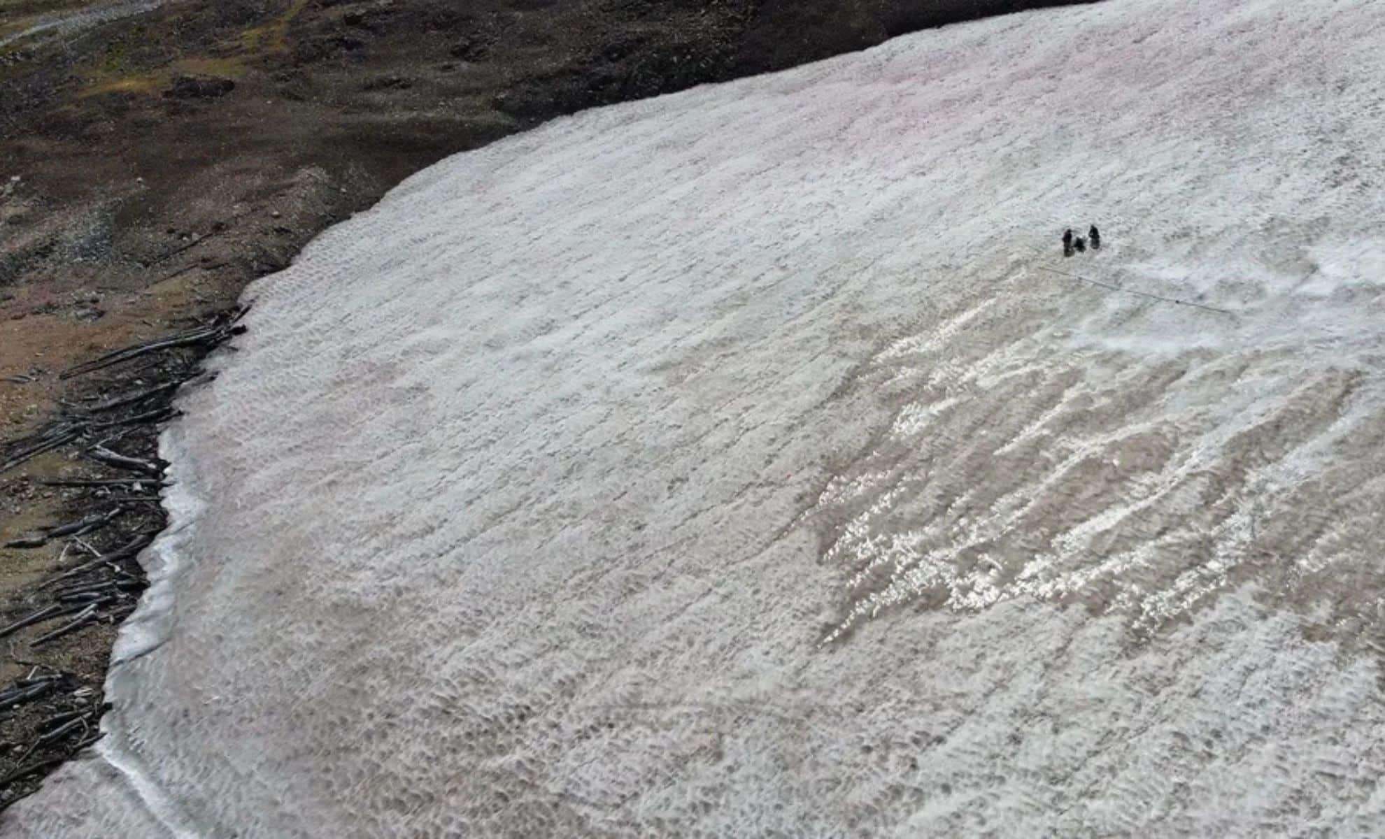 5,000-Year-Old Frozen Forest Emerges from Melting Ice in the Rockies 