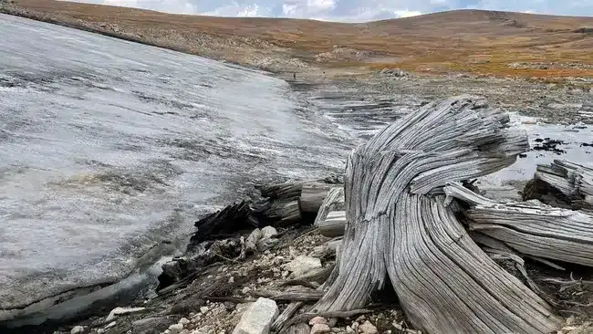 ancient-forest-frozen-5000-years-unearthed-c303479facf9f398e337820ec5e73449.webp