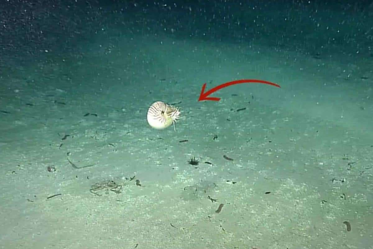 Ancient Marine Marvel: The Palau Nautilus Endures Since Dinosaur Era 