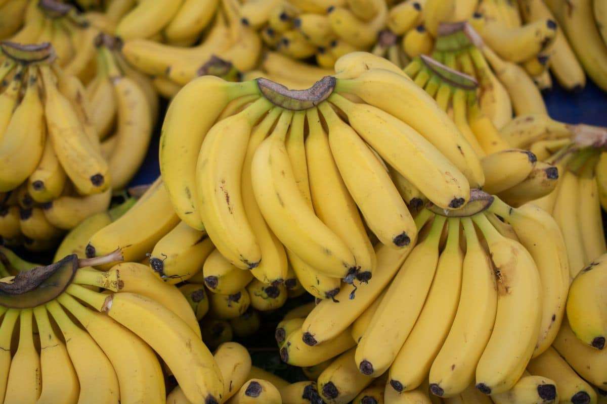 Facing the Fungus: Innovative Science Battles to Safeguard Bananas’ Future 