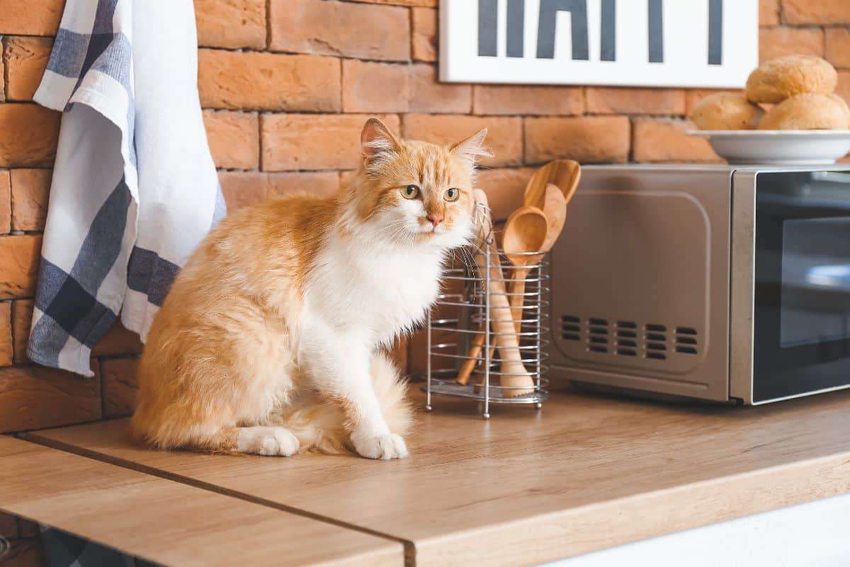 Could Your Cat Be Transmitting Germs in Your Kitchen? What You Need to Know 