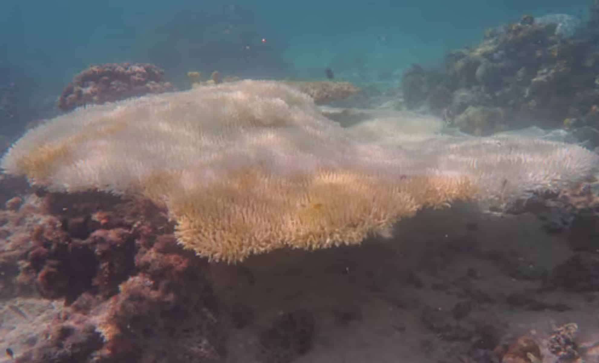 Unprecedented Coral Die-Off Devastates Great Barrier Reef Amid Climate Surge 