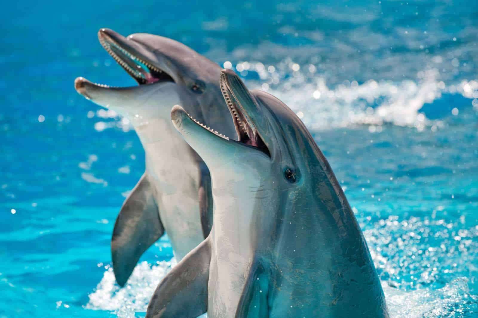 Evolutionary Dead-End: Why Dolphins and Orcas Are Doomed to Aquatic Life 