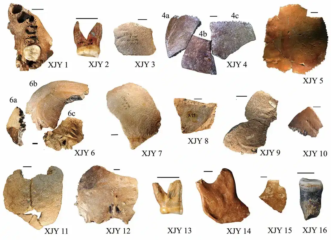 The-16-fossilized-bone-fragments-found-at-Xujiayao-dfb38a647e2e80cde46b919c968112fb.webp