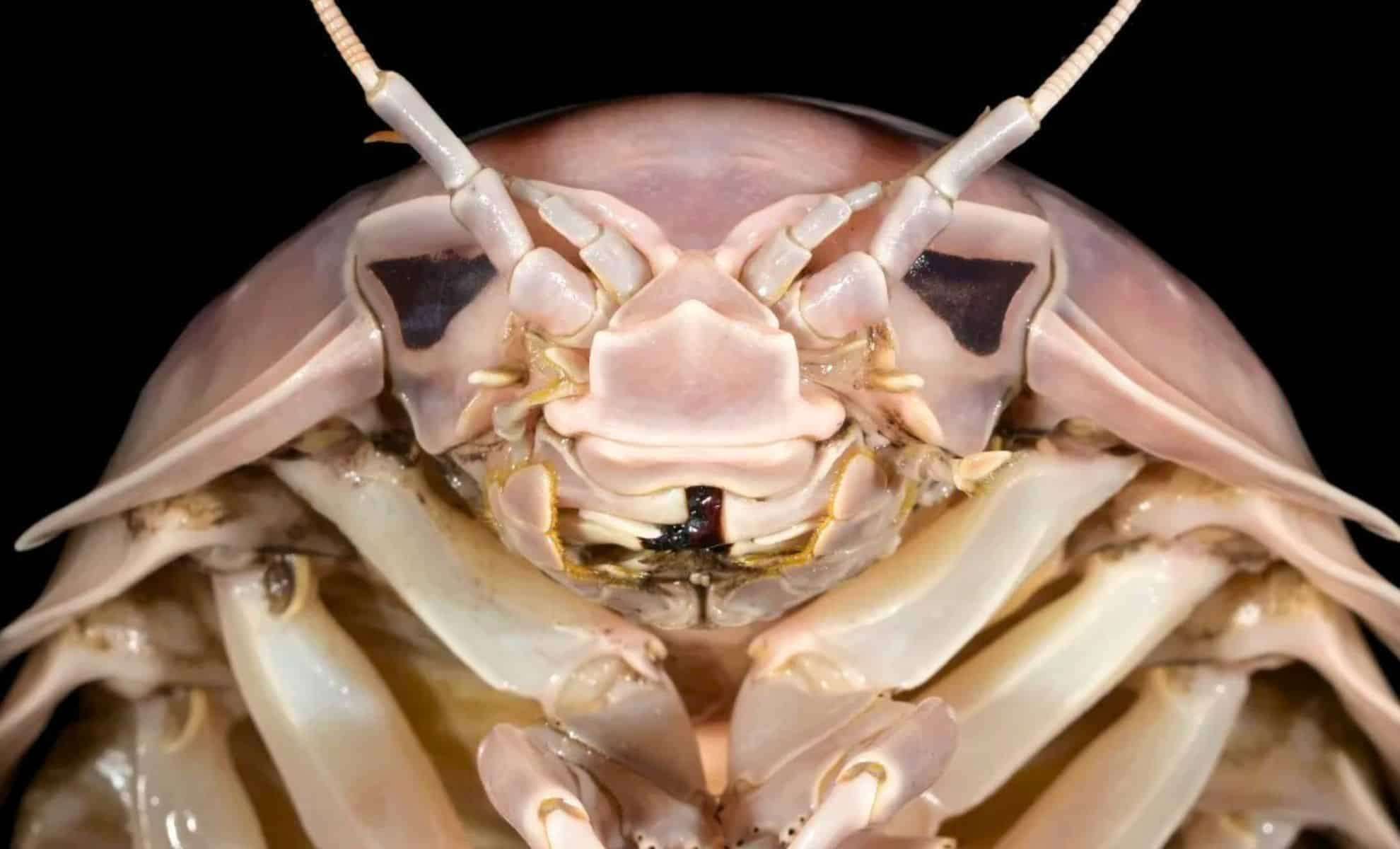 Massive “Darth Vader” Crustacean Found in Vietnamese Marketplace: New Species Unveiled 