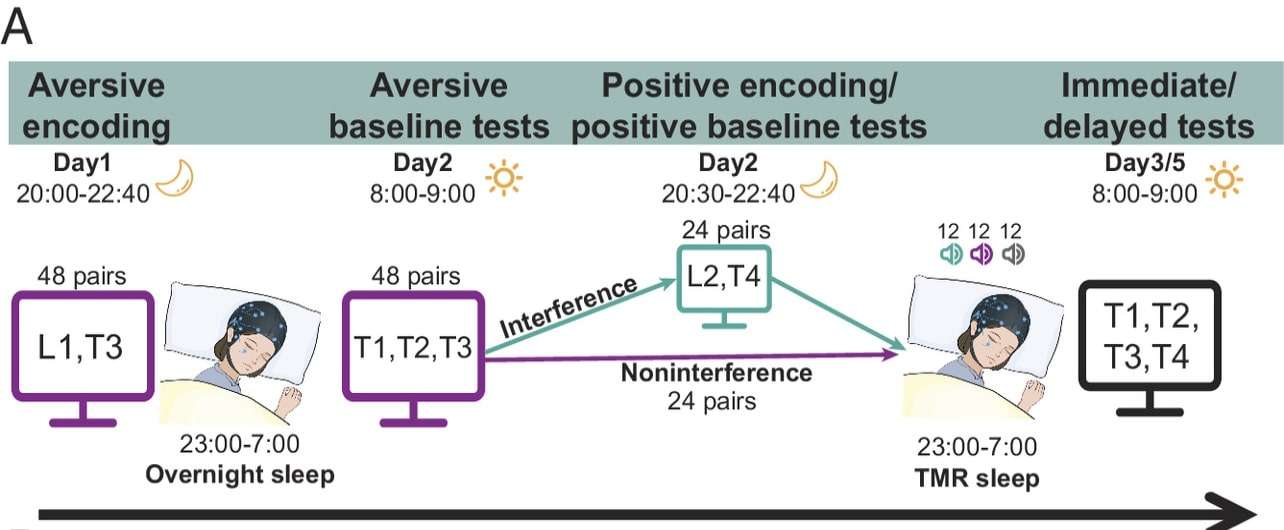 Memory-encoding-was-tested-over-several-days.-Xia-et-al.-PNAS-2024-4851f866737a876334c8d0cd5f2eb803.jpg
