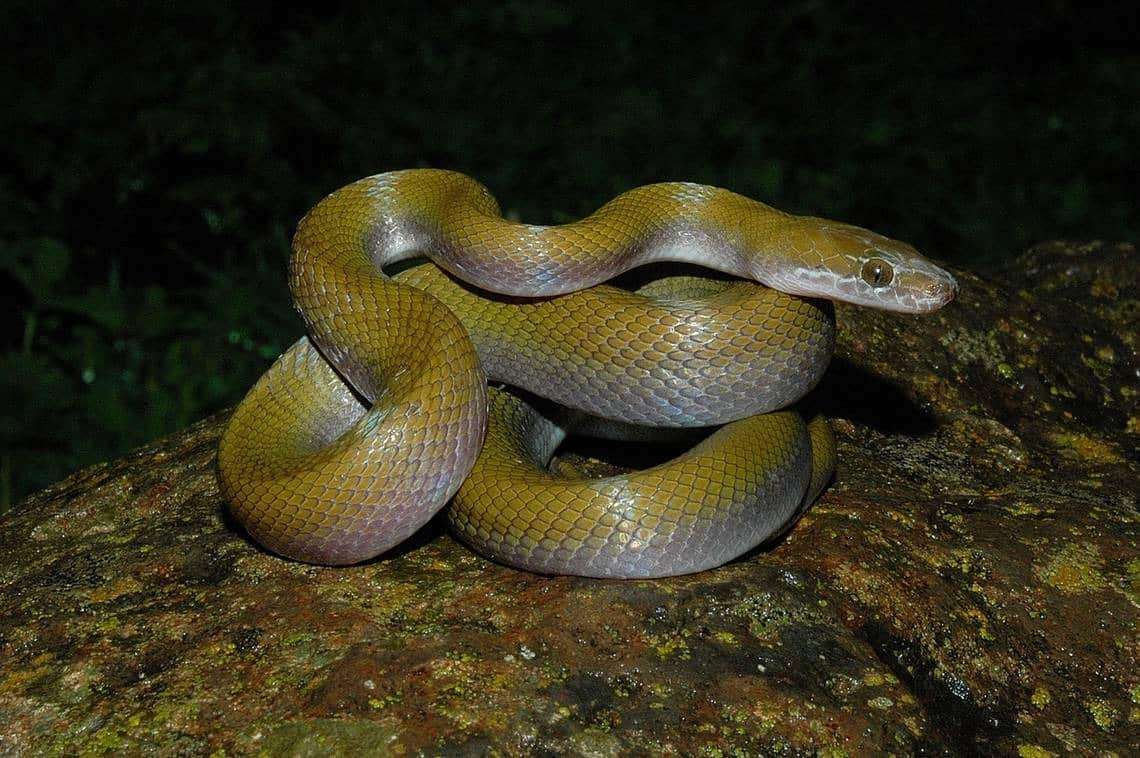 A-Boaedon-broadleyi-or-Broadleys-African-house-snake.--502d4914a6b05e6e8802afe38fa4195d.jpeg