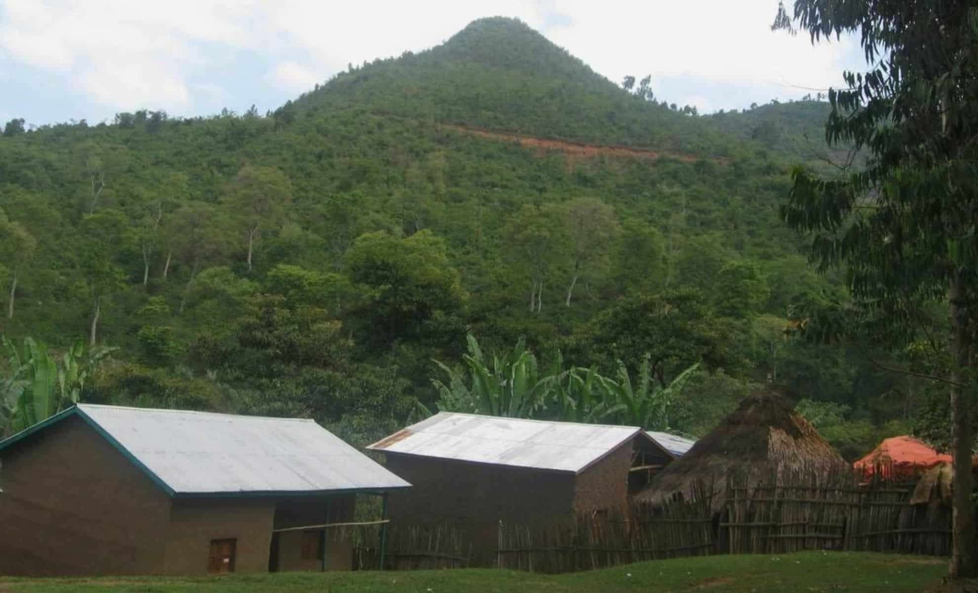 New Species of African House Snake Emerges from Decades in Captivity 