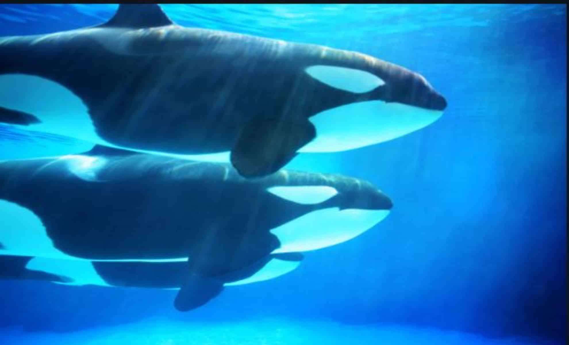 Orca Vocalizations Echo Human Speech in Stunning New Research 