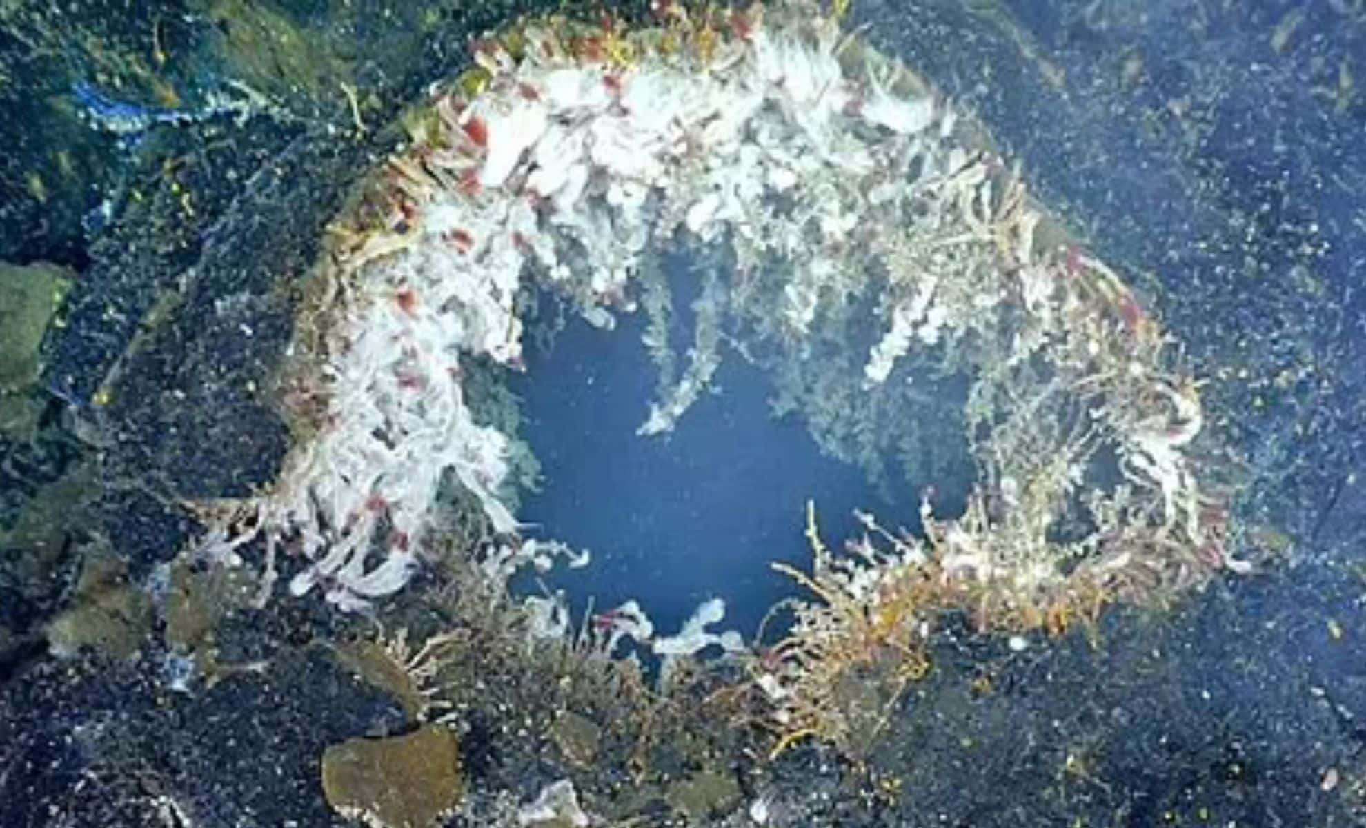 Underwater Giant Axial Seamount Poised for 2025 Eruption, Scientists Say 