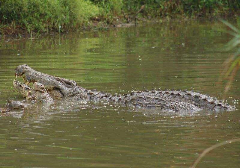 Henry-the-124-year-old-Nile-crocodile-1-dd733243f296ec5b06b46533bcd13dbb.jpg