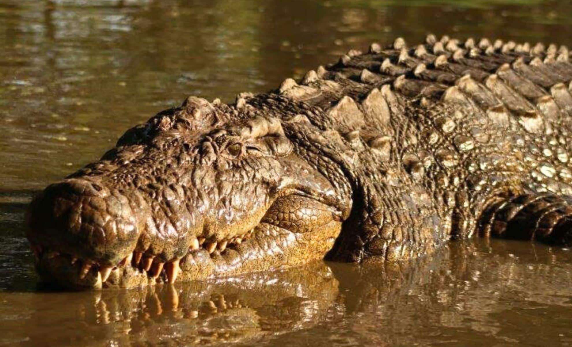 Henry: The Remarkable 124-Year-Old Nile Crocodile Breaking Longevity Records 
