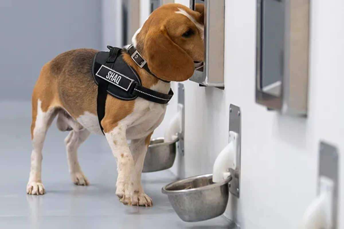 Revolutionary Canine-AI Partnership Detects Cancer with Astonishing Precision 