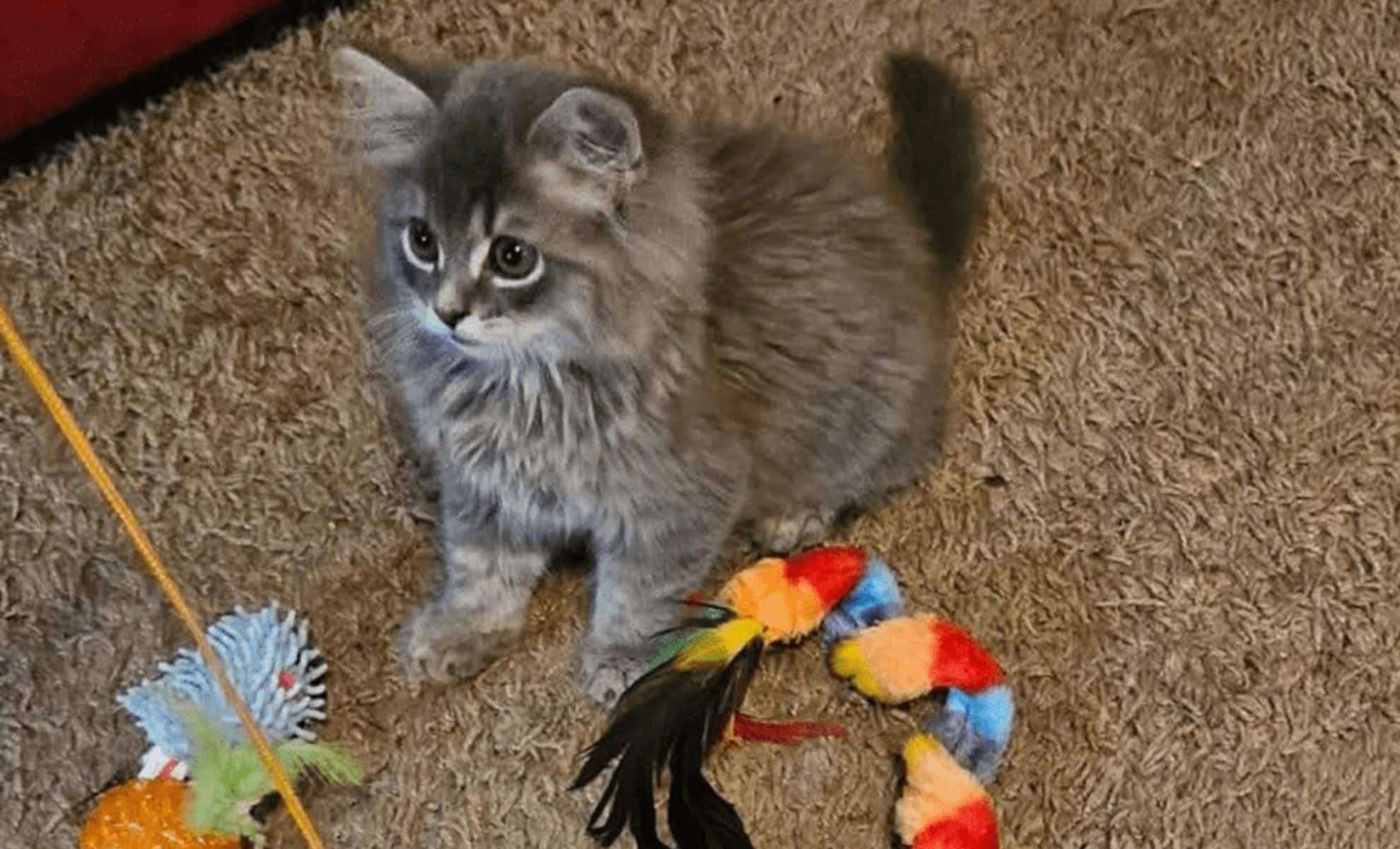 From Tiny Stray to Majestic Siberian: One Kitten’s Remarkable Journey 