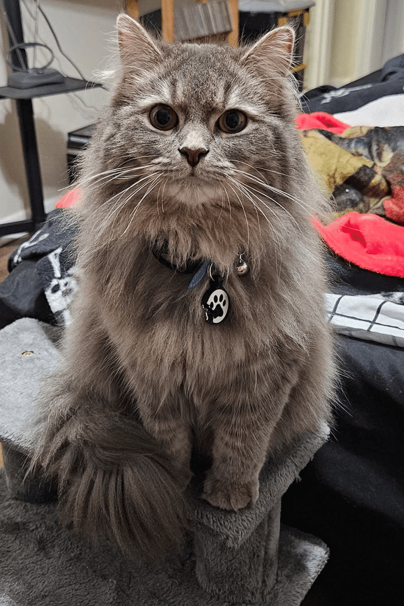 attacks-his-sister-and-meeps-all-day-the-last-year-has-been-an-adventure-meet-castiel-aka-meeps-e70b60ec7812a37682540ea9f438b79c.png