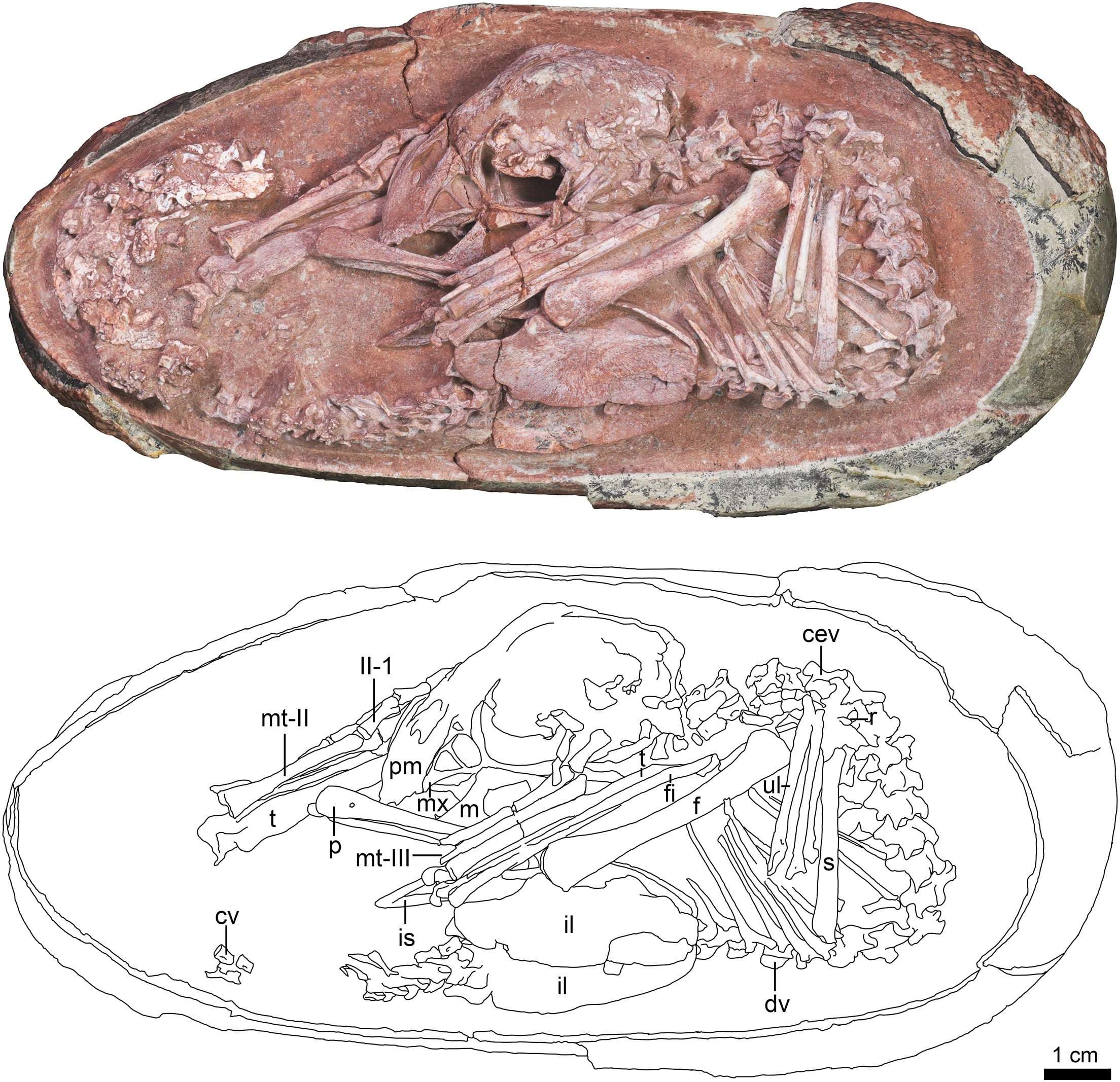 Oviraptorid-embryo-inside-an-elongatoolithid-egg-YLSNHM01266-bfe995579ed69164488991e5dd5e6050.jpg