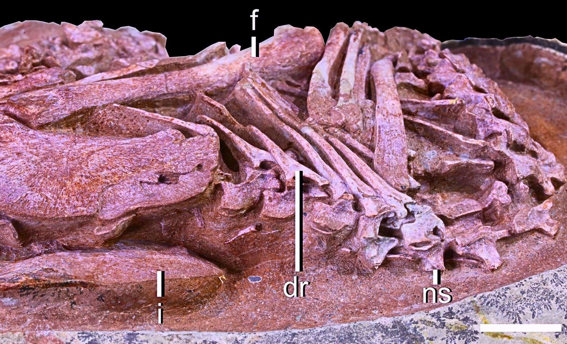 Remarkably Preserved Dinosaur Embryo Sheds Light on Origins of Bird-Like Hatching Behavior 