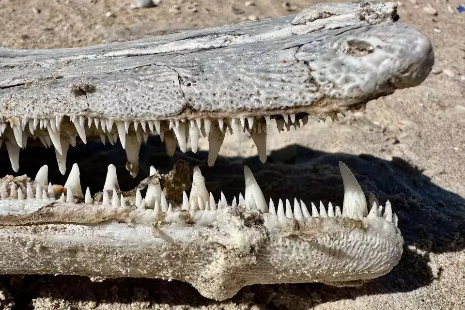 Jace-Tunnell-captured-the-alligator-gars-multiple-rows-of-teeth-68bc7c49f35545158ed5c7d2ee815685.webp