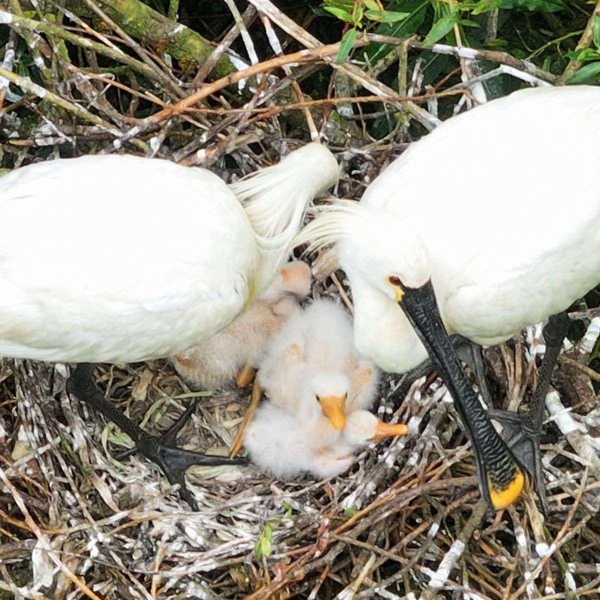 White-Spoonbills-9d394aa5ac29c03317ca13356f55db03.jpg